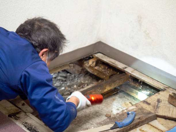 Best Bathroom Mold Remediation in Jurupa Valley, CA