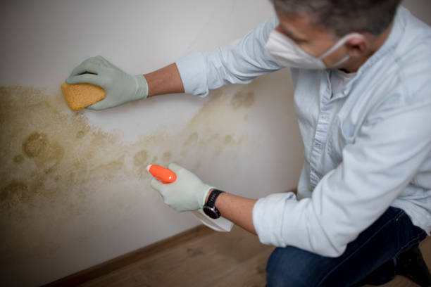 Best DIY Mold Remediation Support Services in Jurupa Valley, CA