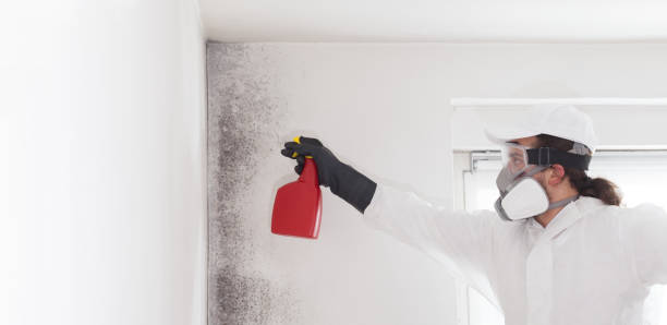 Trusted Jurupa Valley, CA Mold Remediation Experts