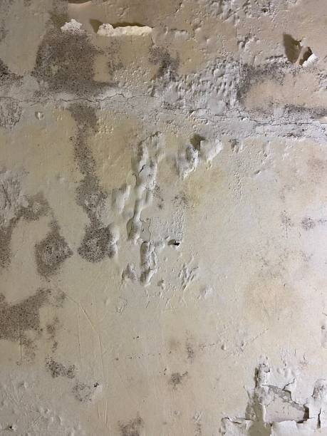 Best Mold Testing and Inspection Services in Jurupa Valley, CA